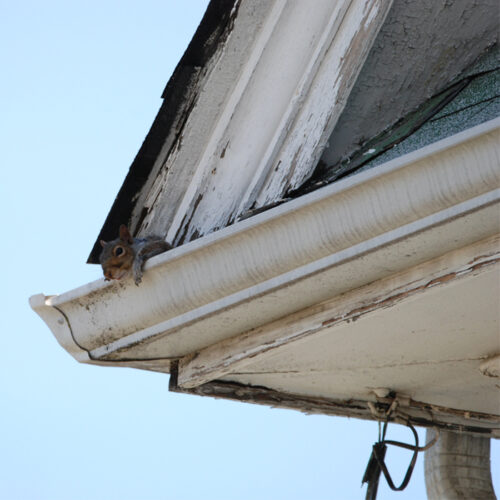Squirrel Hanging Out in the Gutter